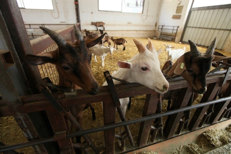 Dairy Khoury Farm Gates Opening
